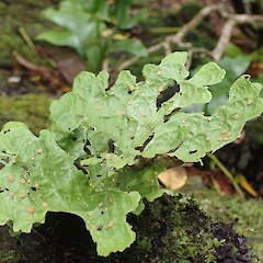 Sticta latifrons