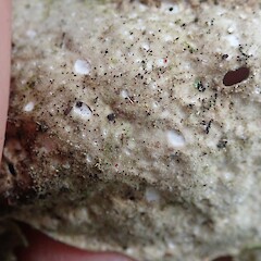 Underside.<br>Photographer: Marley Ford, Date taken: 07/11/2020, Licence: <a target='_blank' href='https://creativecommons.org/licenses/by-nc/4.0'>CC BY-NC</a>. <a class='member-message' href='/nzpcn/why-join-nzpcn/' target='_blank'>Members can view a larger version of this image.</a>