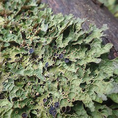 Pseudocyphellaria physciospora