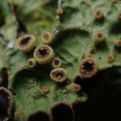 Photographer: Marley Ford, Date taken: 26/01/2021, Licence: <a target='_blank' href='https://creativecommons.org/licenses/by-nc/4.0'>CC BY-NC</a>. <a class='member-message' href='/nzpcn/why-join-nzpcn/' target='_blank'>Members can view a larger version of this image.</a>