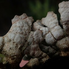 Thallus underside.<br>Photographer: Marley Ford, Date taken: 26/01/2021, Licence: <a target='_blank' href='https://creativecommons.org/licenses/by-nc/4.0'>CC BY-NC</a>. <a class='member-message' href='/nzpcn/why-join-nzpcn/' target='_blank'>Members can view a larger version of this image.</a>