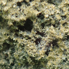Franz Josef, West Coast.<br>Photographer: Melissa Hutchison, Date taken: 03/10/2021, Licence: <a target='_blank' href='https://creativecommons.org/licenses/by-nc/4.0'>CC BY-NC</a>. <a class='member-message' href='/nzpcn/why-join-nzpcn/' target='_blank'>Members can view a larger version of this image.</a>