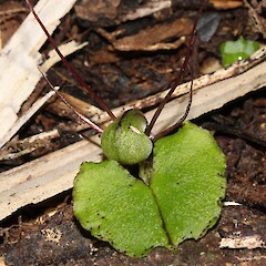 Otangaroa State Forest.<br>Photographer: Bill Campbell, Date taken: 29/08/2015, Licence: <a target='_blank' href='https://creativecommons.org/licenses/by-nc/4.0'>CC BY-NC</a>. <a class='member-message' href='/nzpcn/why-join-nzpcn/' target='_blank'>Members can view a larger version of this image.</a>