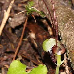 Otangaroa State Forest.<br>Photographer: Bill Campbell, Date taken: 29/08/2015, Licence: <a target='_blank' href='https://creativecommons.org/licenses/by-nc/4.0'>CC BY-NC</a>. <a class='member-message' href='/nzpcn/why-join-nzpcn/' target='_blank'>Members can view a larger version of this image.</a>