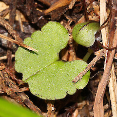 Otangaroa State Forest.<br>Photographer: Bill Campbell, Date taken: 29/08/2015, Licence: <a target='_blank' href='https://creativecommons.org/licenses/by-nc/4.0'>CC BY-NC</a>. <a class='member-message' href='/nzpcn/why-join-nzpcn/' target='_blank'>Members can view a larger version of this image.</a>