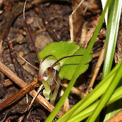 Otangaroa State Forest.<br>Photographer: Bill Campbell, Date taken: 29/08/2015, Licence: <a target='_blank' href='https://creativecommons.org/licenses/by-nc/4.0'>CC BY-NC</a>. <a class='member-message' href='/nzpcn/why-join-nzpcn/' target='_blank'>Members can view a larger version of this image.</a>