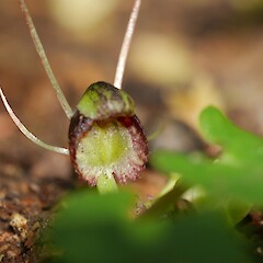 Waikanae.<br>Photographer: Matt Ward, Date taken: 04/10/2016, Licence: All rights reserved. <a class='member-message' href='/nzpcn/why-join-nzpcn/' target='_blank'>Members can view a larger version of this image.</a>