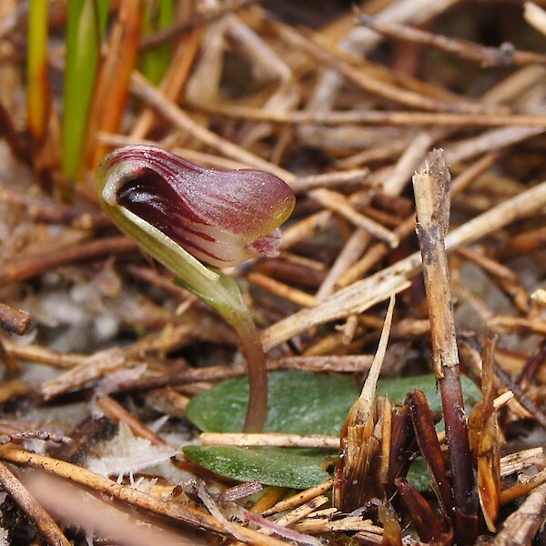 Corybas carsei