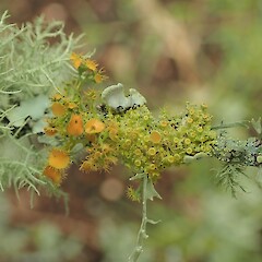 Teloschistes sieberianus (right) growing with the similar T. chrysophthalmus (left), Parmotrema perlatum, Ramalina celastri and Usnea cornuta forming a diverse lichen community.<br>Photographer: Marley Ford, Date taken: 28/08/2020, Licence: <a target='_blank' href='https://creativecommons.org/licenses/by-nc/4.0'>CC BY-NC</a>. <a class='member-message' href='/nzpcn/why-join-nzpcn/' target='_blank'>Members can view a larger version of this image.</a>