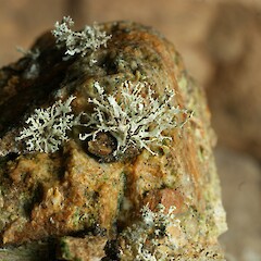 Ramalina pollinaria