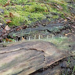 On dead wood.<br>Photographer: Allison Knight, Date taken: 25/05/2019, Licence: All rights reserved. <a class='member-message' href='/nzpcn/why-join-nzpcn/' target='_blank'>Members can view a larger version of this image.</a>