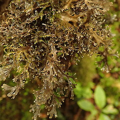 Amongst moss in wet forest, Waima.<br>Photographer: Marley Ford, Date taken: 06/01/2020, Licence: <a target='_blank' href='https://creativecommons.org/licenses/by-nc/4.0'>CC BY-NC</a>. <a class='member-message' href='/nzpcn/why-join-nzpcn/' target='_blank'>Members can view a larger version of this image.</a>
