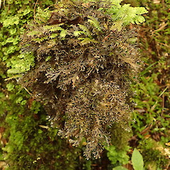Pseudocyphellaria insculpta