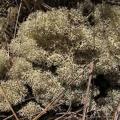 Macraes Flat, Otago.<br>Photographer: Melissa Hutchison, Date taken: 31/10/2015, Licence: <a target='_blank' href='https://creativecommons.org/licenses/by-nc/4.0'>CC BY-NC</a>. <a class='member-message' href='/nzpcn/why-join-nzpcn/' target='_blank'>Members can view a larger version of this image.</a>