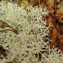 Spirit Lake, Kepler Track.<br>Photographer: Melissa Hutchison, Date taken: 02/10/2020, Licence: <a target='_blank' href='https://creativecommons.org/licenses/by-nc/4.0'>CC BY-NC</a>. <a class='member-message' href='/nzpcn/why-join-nzpcn/' target='_blank'>Members can view a larger version of this image.</a>