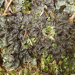 Oparara Basin, West Coast.<br>Photographer: Melissa Hutchison, Date taken: 03/04/2021, Licence: <a target='_blank' href='https://creativecommons.org/licenses/by-nc/4.0'>CC BY-NC</a>. <a class='member-message' href='/nzpcn/why-join-nzpcn/' target='_blank'>Members can view a larger version of this image.</a>