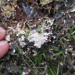 Purau, Banks Peninsula.<br>Photographer: Melissa Hutchison, Date taken: 28/05/2019, Licence: <a target='_blank' href='https://creativecommons.org/licenses/by-nc/4.0'>CC BY-NC</a>. <a class='member-message' href='/nzpcn/why-join-nzpcn/' target='_blank'>Members can view a larger version of this image.</a>