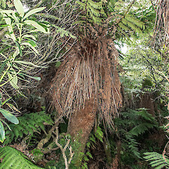 Rangaika, Chatham Island.<br>Photographer: Jeremy R. Rolfe, Date taken: 01/06/2013, Licence: <a target='_blank' href='https://creativecommons.org/licenses/by/4.0'>CC BY</a>.