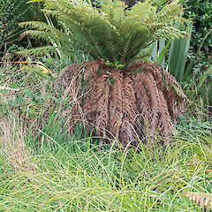 Wainuiomata.<br>Photographer: Jeremy R. Rolfe, Date taken: 03/04/2016, Licence: <a target='_blank' href='https://creativecommons.org/licenses/by/4.0'>CC BY</a>.
