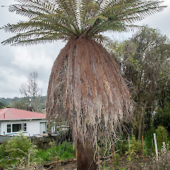Stokes Valley, Lower Hutt.<br>Photographer: Jeremy R. Rolfe, Date taken: 02/10/2016, Licence: <a target='_blank' href='https://creativecommons.org/licenses/by/4.0'>CC BY</a>.