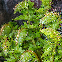 Young fronds. Mount Ruapehu.<br>Photographer: Jeremy R. Rolfe, Date taken: 23/11/2013, Licence: <a target='_blank' href='https://creativecommons.org/licenses/by/4.0'>CC BY</a>. <a class='member-message' href='/nzpcn/why-join-nzpcn/' target='_blank'>Members can view a larger version of this image.</a>