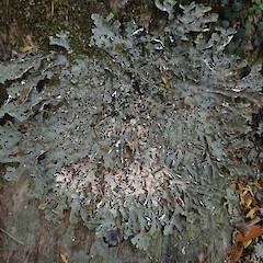 Lane Cove, Northland.<br>Photographer: Melissa Hutchison, Date taken: 19/01/2020, Licence: <a target='_blank' href='https://creativecommons.org/licenses/by-nc/4.0'>CC BY-NC</a>. <a class='member-message' href='/nzpcn/why-join-nzpcn/' target='_blank'>Members can view a larger version of this image.</a>