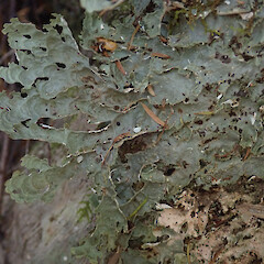 Lane Cove, Northland.<br>Photographer: Melissa Hutchison, Date taken: 19/01/2020, Licence: <a target='_blank' href='https://creativecommons.org/licenses/by-nc/4.0'>CC BY-NC</a>. <a class='member-message' href='/nzpcn/why-join-nzpcn/' target='_blank'>Members can view a larger version of this image.</a>