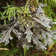 Pseudocyphellaria cinnamomea