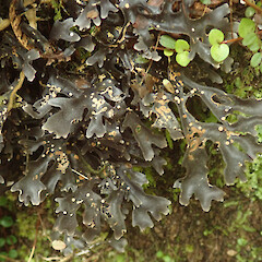 Heaphy Track, West Coast.<br>Photographer: Melissa Hutchison, Date taken: 04/04/2021, Licence: <a target='_blank' href='https://creativecommons.org/licenses/by-nc/4.0'>CC BY-NC</a>. <a class='member-message' href='/nzpcn/why-join-nzpcn/' target='_blank'>Members can view a larger version of this image.</a>