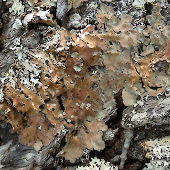 Stony Bay, Coromandel.<br>Photographer: Melissa Hutchison, Date taken: 05/09/2020, Licence: <a target='_blank' href='https://creativecommons.org/licenses/by-nc/4.0'>CC BY-NC</a>. <a class='member-message' href='/nzpcn/why-join-nzpcn/' target='_blank'>Members can view a larger version of this image.</a>