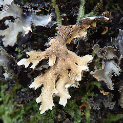 Kauri Point, Auckland.<br>Photographer: Melissa Hutchison, Date taken: 25/08/2019, Licence: <a target='_blank' href='https://creativecommons.org/licenses/by-nc/4.0'>CC BY-NC</a>. <a class='member-message' href='/nzpcn/why-join-nzpcn/' target='_blank'>Members can view a larger version of this image.</a>