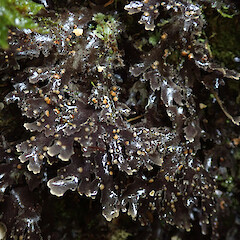 Otanewainuku Trig, Rotorua.<br>Photographer: Melissa Hutchison, Date taken: 12/10/2019, Licence: <a target='_blank' href='https://creativecommons.org/licenses/by-nc/4.0'>CC BY-NC</a>. <a class='member-message' href='/nzpcn/why-join-nzpcn/' target='_blank'>Members can view a larger version of this image.</a>
