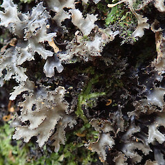 Kauri Point, Auckland.<br>Photographer: Melissa Hutchison, Date taken: 25/08/2019, Licence: <a target='_blank' href='https://creativecommons.org/licenses/by-nc/4.0'>CC BY-NC</a>. <a class='member-message' href='/nzpcn/why-join-nzpcn/' target='_blank'>Members can view a larger version of this image.</a>