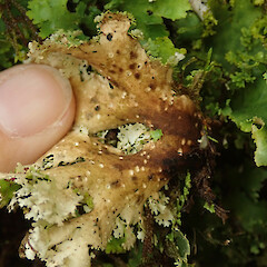 Banks Peninsula.<br>Photographer: Melissa Hutchison, Date taken: 16/08/2020, Licence: <a target='_blank' href='https://creativecommons.org/licenses/by-nc/4.0'>CC BY-NC</a>. <a class='member-message' href='/nzpcn/why-join-nzpcn/' target='_blank'>Members can view a larger version of this image.</a>