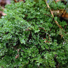 Hunua Ranges.<br>Photographer: Peter J de Lange, Licence: Public domain. <a class='member-message' href='/nzpcn/why-join-nzpcn/' target='_blank'>Members can view a larger version of this image.</a>