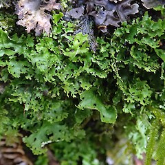 Hunua Ranges.<br>Photographer: Peter J de Lange, Licence: Public domain. <a class='member-message' href='/nzpcn/why-join-nzpcn/' target='_blank'>Members can view a larger version of this image.</a>