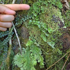 Hunua Ranges. Sticta lacera (top), with Sticta filix (bottom).<br>Photographer: Peter J de Lange, Licence: Public domain. <a class='member-message' href='/nzpcn/why-join-nzpcn/' target='_blank'>Members can view a larger version of this image.</a>