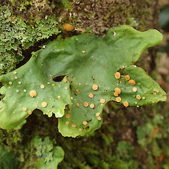 Chatham Island.<br>Photographer: Melissa Hutchison, Date taken: 21/12/2020, Licence: <a target='_blank' href='https://creativecommons.org/licenses/by-nc/4.0'>CC BY-NC</a>. <a class='member-message' href='/nzpcn/why-join-nzpcn/' target='_blank'>Members can view a larger version of this image.</a>