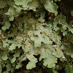 Banks Peninsula.<br>Photographer: Melissa Hutchison, Date taken: 25/02/2020, Licence: <a target='_blank' href='https://creativecommons.org/licenses/by-nc/4.0'>CC BY-NC</a>. <a class='member-message' href='/nzpcn/why-join-nzpcn/' target='_blank'>Members can view a larger version of this image.</a>