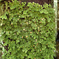Dunsdale Reserve, Southland.<br>Photographer: Melissa Hutchison, Date taken: 18/11/2019, Licence: <a target='_blank' href='https://creativecommons.org/licenses/by-nc/4.0'>CC BY-NC</a>. <a class='member-message' href='/nzpcn/why-join-nzpcn/' target='_blank'>Members can view a larger version of this image.</a>