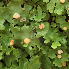 Dunsdale Reserve, Southland.<br>Photographer: Melissa Hutchison, Date taken: 18/11/2019, Licence: <a target='_blank' href='https://creativecommons.org/licenses/by-nc/4.0'>CC BY-NC</a>. <a class='member-message' href='/nzpcn/why-join-nzpcn/' target='_blank'>Members can view a larger version of this image.</a>