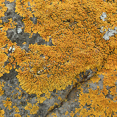 Okains Bay, Banks Peninsula.<br>Photographer: Melissa Hutchison, Date taken: 16/01/2021, Licence: <a target='_blank' href='https://creativecommons.org/licenses/by-nc/4.0'>CC BY-NC</a>. <a class='member-message' href='/nzpcn/why-join-nzpcn/' target='_blank'>Members can view a larger version of this image.</a>