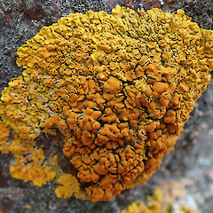 Ōtamahua/Quail Island, Canterbury.<br>Photographer: Melissa Hutchison, Date taken: 18/08/2019, Licence: <a target='_blank' href='https://creativecommons.org/licenses/by-nc/4.0'>CC BY-NC</a>. <a class='member-message' href='/nzpcn/why-join-nzpcn/' target='_blank'>Members can view a larger version of this image.</a>