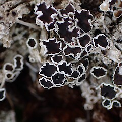 Lecanora epibryon subsp. broccha