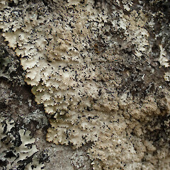 Okains Bay, Banks Peninsula.<br>Photographer: Melissa Hutchison, Date taken: 20/02/2020, Licence: <a target='_blank' href='https://creativecommons.org/licenses/by-nc/4.0'>CC BY-NC</a>. <a class='member-message' href='/nzpcn/why-join-nzpcn/' target='_blank'>Members can view a larger version of this image.</a>