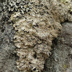 Okains Bay, Banks Peninsula.<br>Photographer: Melissa Hutchison, Date taken: 20/02/2020, Licence: <a target='_blank' href='https://creativecommons.org/licenses/by-nc/4.0'>CC BY-NC</a>. <a class='member-message' href='/nzpcn/why-join-nzpcn/' target='_blank'>Members can view a larger version of this image.</a>