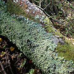 Banks Peninsula.<br>Photographer: Melissa Hutchison, Date taken: 12/11/2019, Licence: <a target='_blank' href='https://creativecommons.org/licenses/by-nc/4.0'>CC BY-NC</a>. <a class='member-message' href='/nzpcn/why-join-nzpcn/' target='_blank'>Members can view a larger version of this image.</a>