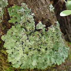 Banks Peninsula.<br>Photographer: Melissa Hutchison, Date taken: 12/11/2019, Licence: <a target='_blank' href='https://creativecommons.org/licenses/by-nc/4.0'>CC BY-NC</a>. <a class='member-message' href='/nzpcn/why-join-nzpcn/' target='_blank'>Members can view a larger version of this image.</a>