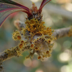 On Berberis glaucocarpa, Rakaia River.<br>Photographer: Melissa Hutchison, Date taken: 12/09/2020, Licence: <a target='_blank' href='https://creativecommons.org/licenses/by-nc/4.0'>CC BY-NC</a>. <a class='member-message' href='/nzpcn/why-join-nzpcn/' target='_blank'>Members can view a larger version of this image.</a>