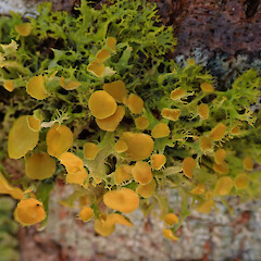 Hinewai Reserve, Banks Peninsula.<br>Photographer: Melissa Hutchison, Date taken: 19/10/2019, Licence: <a target='_blank' href='https://creativecommons.org/licenses/by-nc/4.0'>CC BY-NC</a>. <a class='member-message' href='/nzpcn/why-join-nzpcn/' target='_blank'>Members can view a larger version of this image.</a>